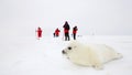 Baby harp seal pup