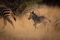 Baby Hartmann mountain zebra chases after mother