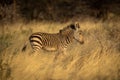 Baby Hartmann mountain zebra walks through grass