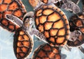 Baby Hawksbill Sea Turtles in Nursery Pool