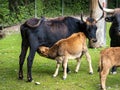 Baby Heck cattle  Bos primigenius taurus or aurochs in the zoo Royalty Free Stock Photo