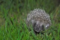 Baby hedgehog Royalty Free Stock Photo