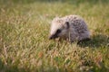 Baby hedgehog Royalty Free Stock Photo