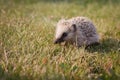 Baby hedgehog