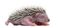 Baby Hedgehog, 4 days old Royalty Free Stock Photo