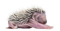 Baby Hedgehog, 4 days old Royalty Free Stock Photo