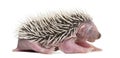 Baby Hedgehog, 4 days old Royalty Free Stock Photo