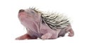 Baby Hedgehog, 4 days old Royalty Free Stock Photo