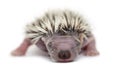 Baby Hedgehog, 4 days old Royalty Free Stock Photo