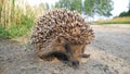 Baby hedgehog close up