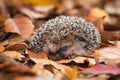 baby hedgehog, curled up and sleeping, surrounded by hundreds of fallen autumn leaves