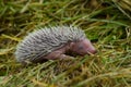 Baby hedgehog