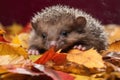 a baby hedgehog with its head and forelegs uncurled, surrounded by a pile of autumn leaves Royalty Free Stock Photo
