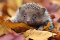 a baby hedgehog with its head and forelegs uncurled, surrounded by a pile of autumn leaves Royalty Free Stock Photo