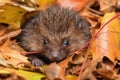 baby hedgehog in a pile of crisp autumn leaves, with its quills visible