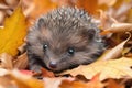 baby hedgehog in a pile of crisp autumn leaves, with its quills visible