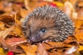 baby hedgehog rolling in pile of autumn leaves, with its prickly spines visible