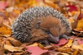 baby hedgehog rolling in pile of autumn leaves, with its prickly spines visible