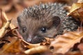 baby hedgehog rolling in pile of autumn leaves, with its prickly spines visible