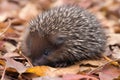 baby hedgehog rolling in pile of autumn leaves, with its prickly spines visible