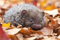 baby hedgehog rolling in a pile of autumn leaves, its white belly fur on display