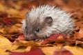 baby hedgehog rolling in a pile of autumn leaves, its white belly fur on display