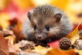 baby hedgehog sitting on pile of autumn leaves, with its prickly quills and black eyes in full view