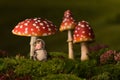 Baby hedgehog sleeping under toadstools Royalty Free Stock Photo