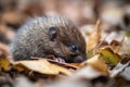baby hedgehog snuffling its nose in pile of fallen leaves Royalty Free Stock Photo