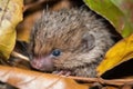 a baby hedgehog snuggled between the leaves and twigs, its quills still soft
