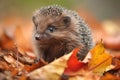 baby hedgehog standing tall on pile of autumn leaves, with its quills fully uncurled