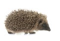 Baby hedgehog in studio