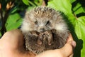 Baby hedgehogs in human hands Royalty Free Stock Photo