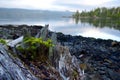 Baby hemlock tree growing from a stump on the shore in the early morning light