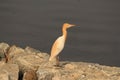 Baby heron better side view