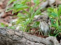 Baby heron bird sitting on the ground after fell off from nest on top of a tree