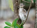 Baby heron bird sitting on tree branch after fell off from nest on top of a tree