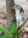 Baby heron bird sitting on tree branch after fell off from nest on top of a tree