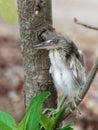 Baby heron bird sitting on tree branch after fell off from nest on top of a tree