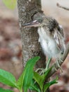 Baby heron bird sitting on tree branch after fell off from nest on top of a tree