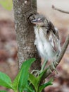 Baby heron bird sitting on tree branch after fell off from nest on top of a tree