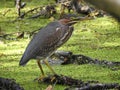 Baby Heron hunting for food