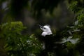 Baby heron looking for its parents