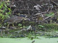 Surprise!!! Baby Heron and toad, crossing paths Royalty Free Stock Photo