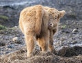 Baby Highland Calf Royalty Free Stock Photo