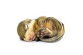 Baby himalayan striped squirrel or Baby burmese striped squirrelTamiops mcclellandii on white background. Wild Animals