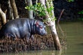 Baby Hippo Royalty Free Stock Photo