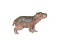 Baby hippo Royalty Free Stock Photo