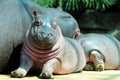 Baby hippo