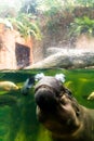 Baby hippo breathes on the water surface Royalty Free Stock Photo